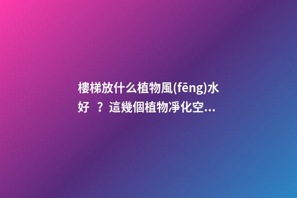 樓梯放什么植物風(fēng)水好？這幾個植物凈化空氣又招財??！